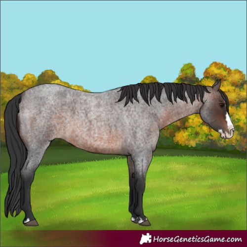 Horse Color:Brown Roan Splash 