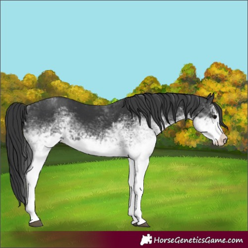 Horse Color:White Spotted Black 