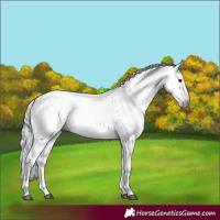 Horse Color:Gray White Spotted Black  and Gray White Spotted Black Appaloosa 