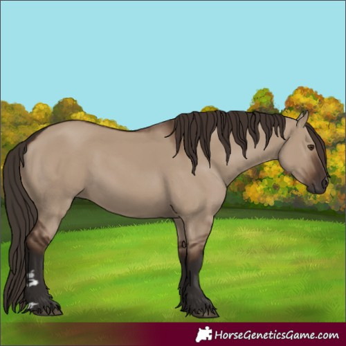 Horse Color:Liver Red Dun Rabicano
