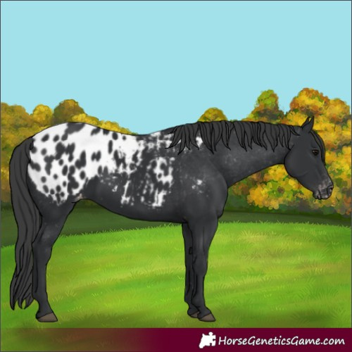 Horse Color:Black Appaloosa Rabicano 