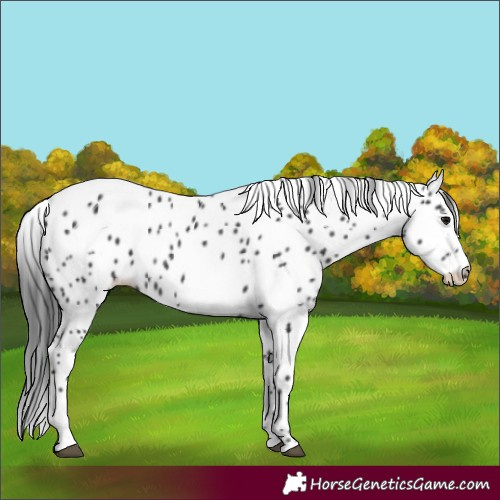Horse Color:Black Appaloosa Rabicano 