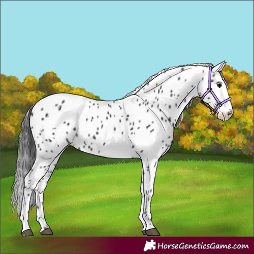 Horse Color:Black Appaloosa Rabicano 