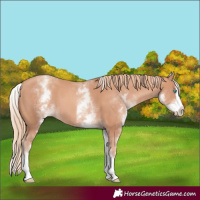 Horse Color:White Spotted Gold Champagne Splash 