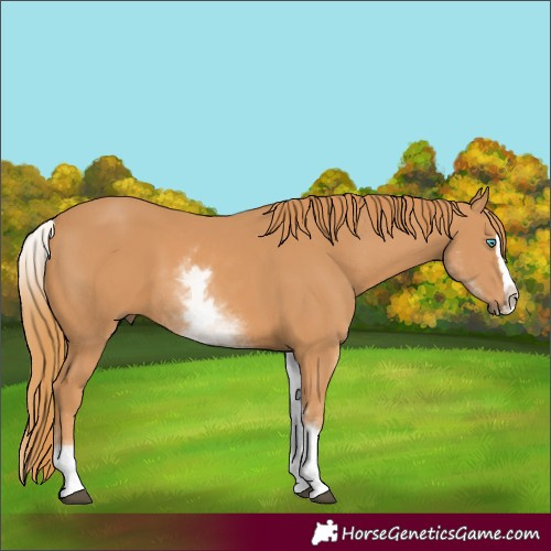 Horse Color:White Spotted Chestnut Splash 