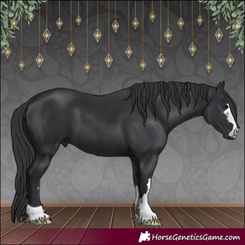 Horse Color:Black 