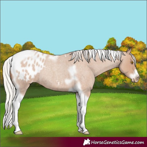Horse Color:Silver Classic Champagne Roan Splash Tobiano Frame Appaloosa Rabicano 