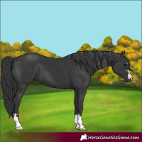 Horse Color:Black 