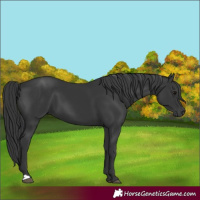 Horse Color:Black 