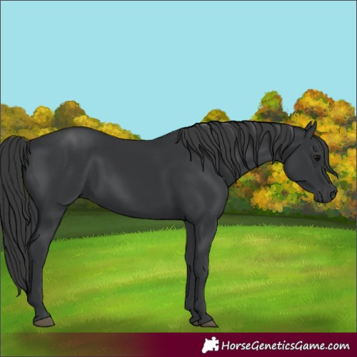 Horse Color:Black Rabicano 