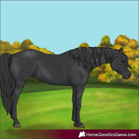 Horse Color:Black Rabicano 
