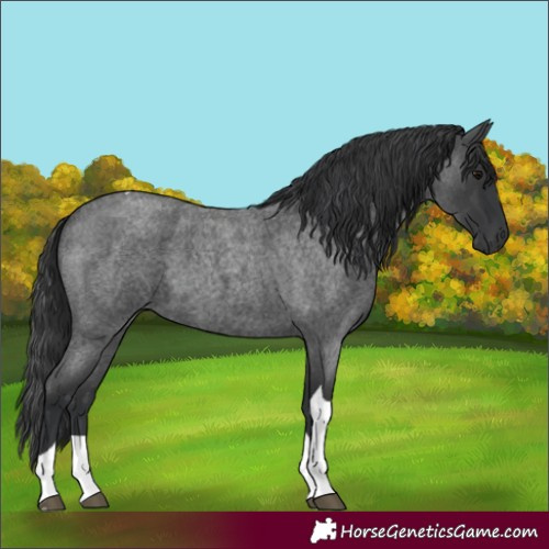 Horse Color:Blue Roan Tobiano 