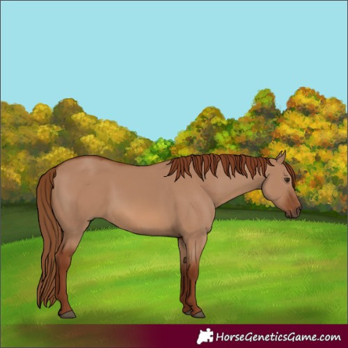 Horse Color:Red Dun 