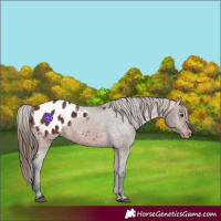 Horse Color:Bay Appaloosa 