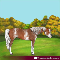 Horse Color:White Spotted Silver Bay Splash 