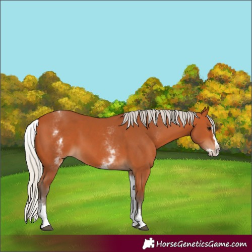 Horse Color:White Spotted Silver Bay Splash 