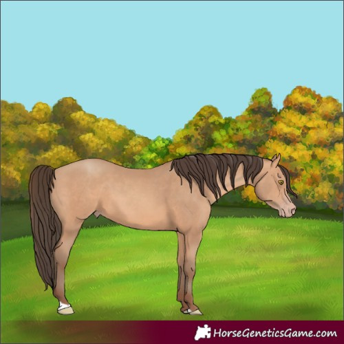 Horse Color:Amber Champagne 