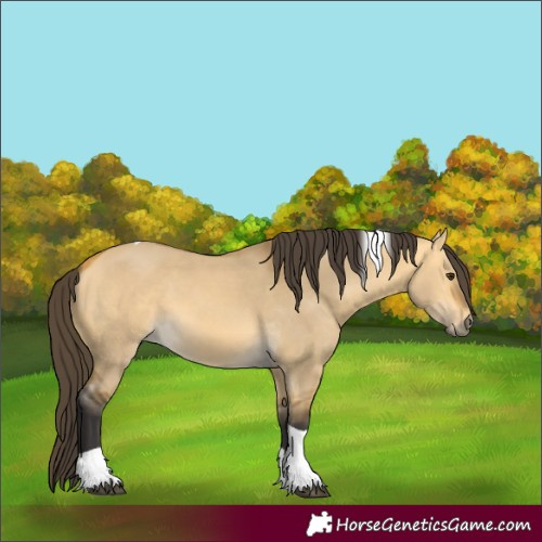 Horse Color:Buckskin Dun Tobiano 