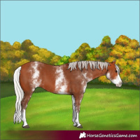 Horse Color:White Spotted Silver Bay Splash