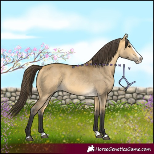 Horse Color:Buckskin Dun Splash 