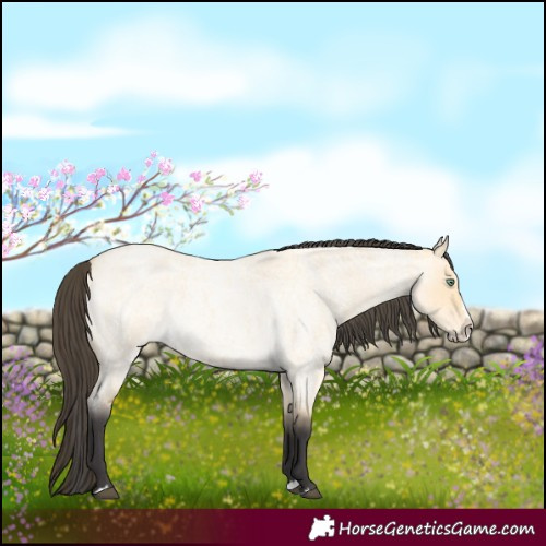 Horse Color:Buckskin Roan Dun Splash 