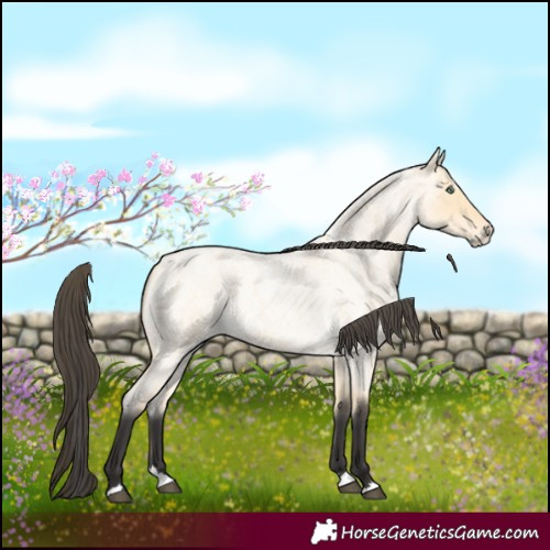 Horse Color:Buckskin Roan Dun Splash 