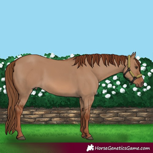 Horse Color:Red Dun