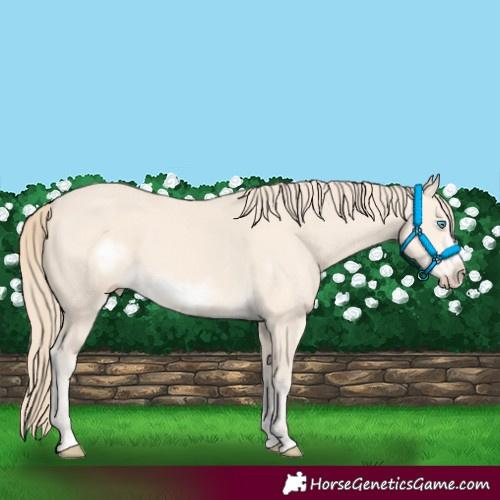 Horse Color:Perlino Frame
