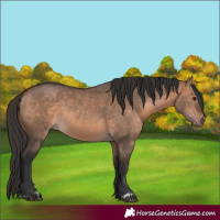 Horse Color:Bay Dun  and Bay Dun 