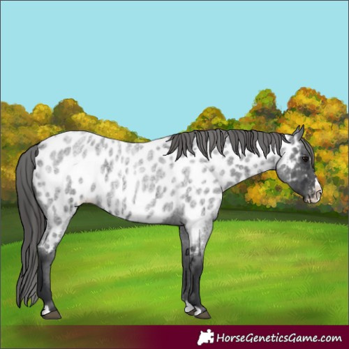 Horse Color:Blue Roan Splash Appaloosa 