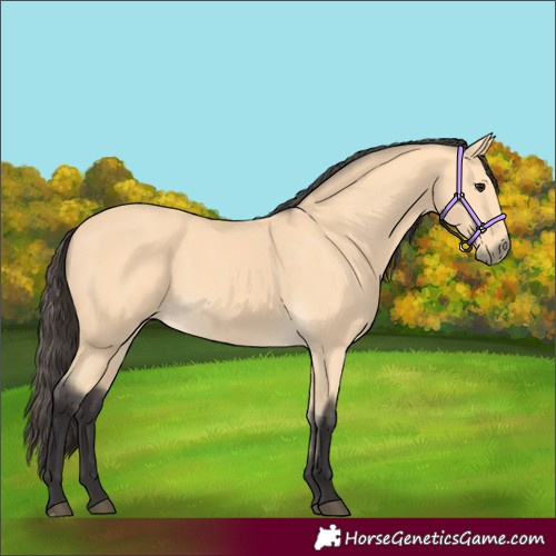 Horse Color:Buckskin 