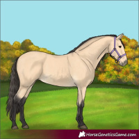 Horse Color:Buckskin