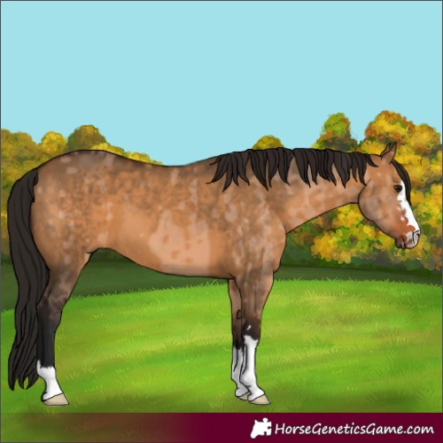 Horse Color:Bay Dun  and Gray Bay Dun 