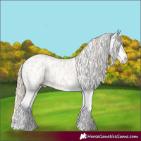 Horse Color:Perlino Splash Appaloosa and Perlino Splash Appaloosa