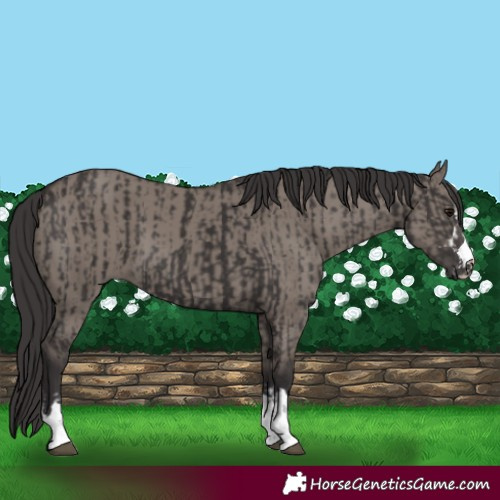 Horse Color:Smoky Black and Smoky Grullo