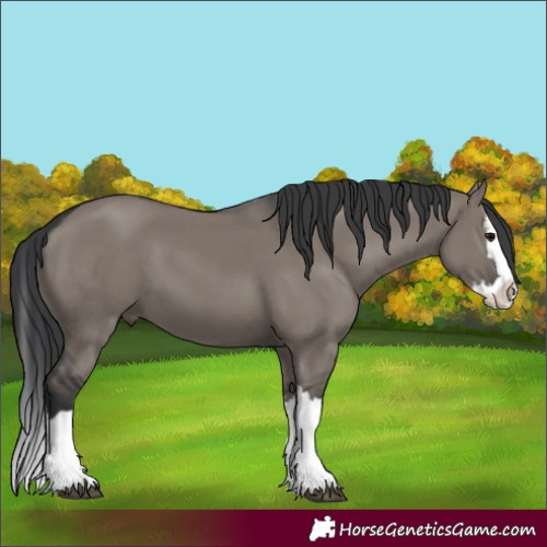 Horse Color:Unknown 