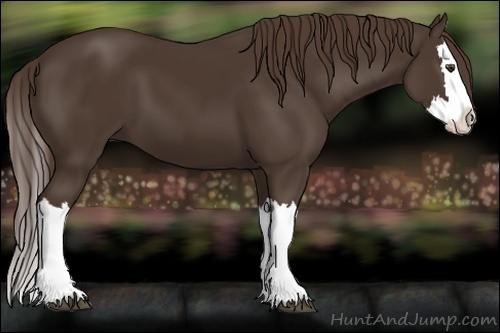 Horse Color:Liver Chestnut Splash 
