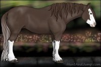 Horse Color:Liver Chestnut Splash 