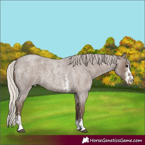 Horse Color:Silver Blue Roan Sabino 