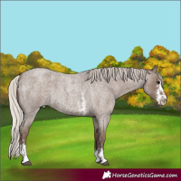 Horse Color:Silver Blue Roan Sabino 
