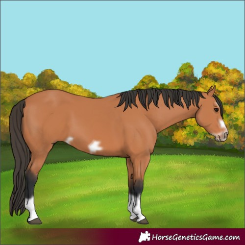 Horse Color:Unknown 