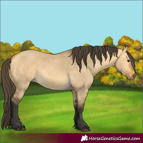 Horse Color:Buckskin Dun