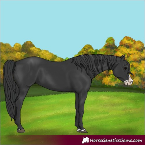 Horse Color:Black Splash