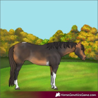 Horse Color:Buckskin Tobiano 