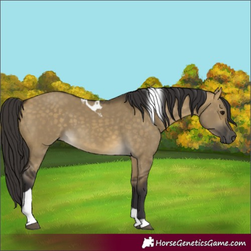 Horse Color:Buckskin Dun Tobiano 