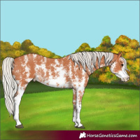 Horse Color:Silver Bay Sabino 