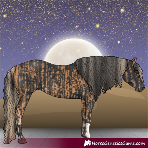 Horse Color:Chestnut and Black