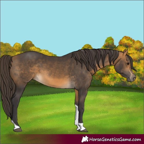 Horse Color:Buckskin Tobiano