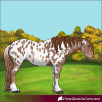Horse Color:White Spotted Chestnut Sabino Near Leopard 