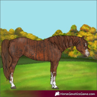 Horse Color:Liver Chestnut  and Chestnut 